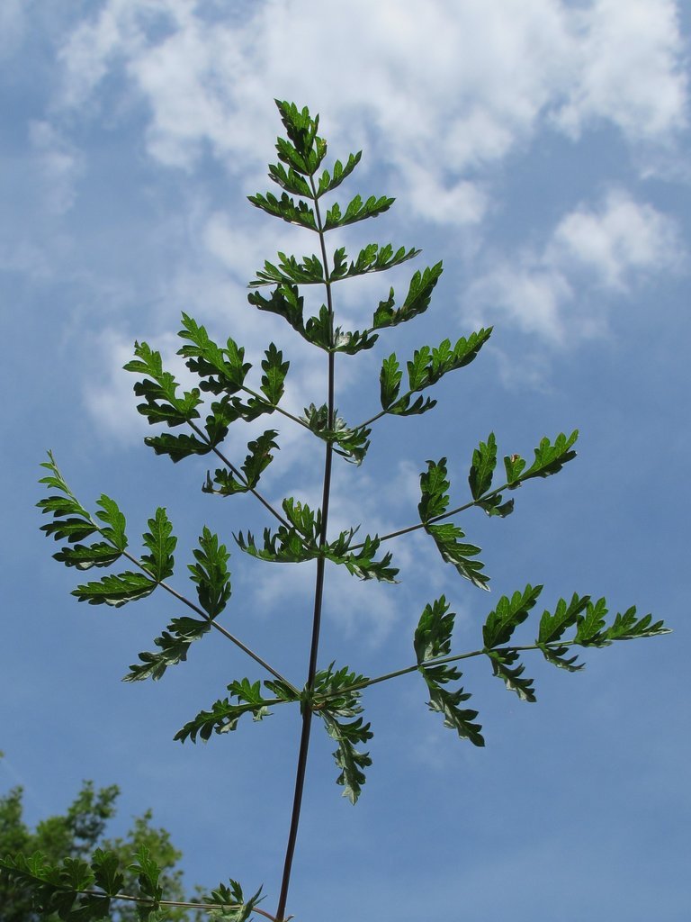 Libanotis pyrenaica